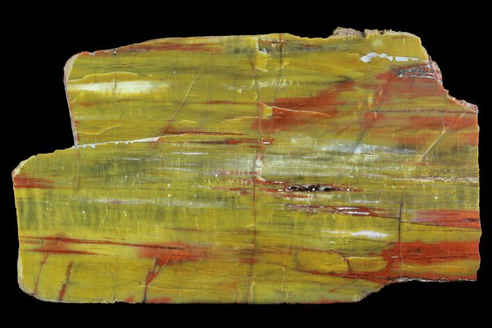 Vibrantly Colored, Polished Petrified Wood Slab - Arizona #95032